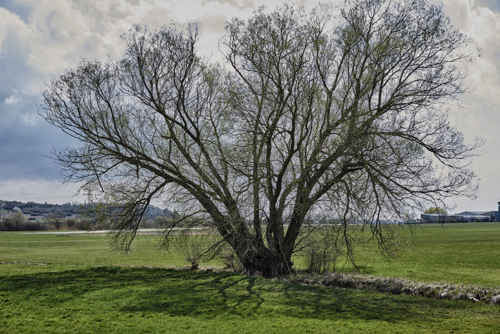 Baum_Flugplatz_klein.jpg
