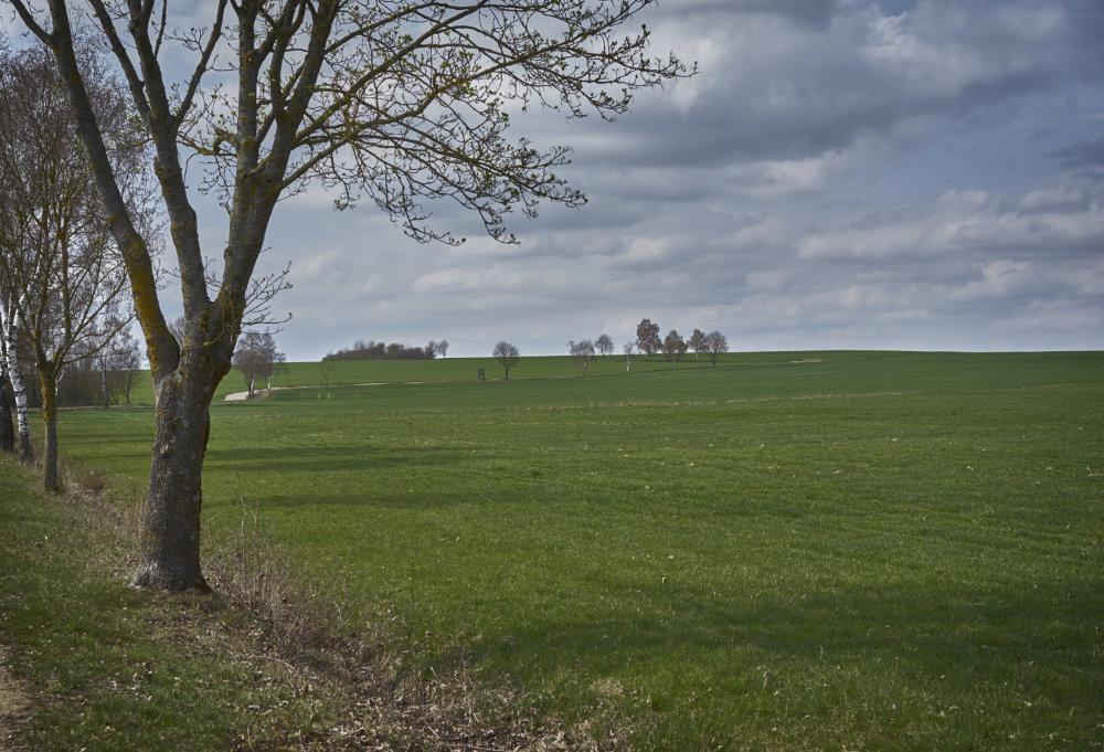 Baum_Schweinsdorf2_klein.jpg