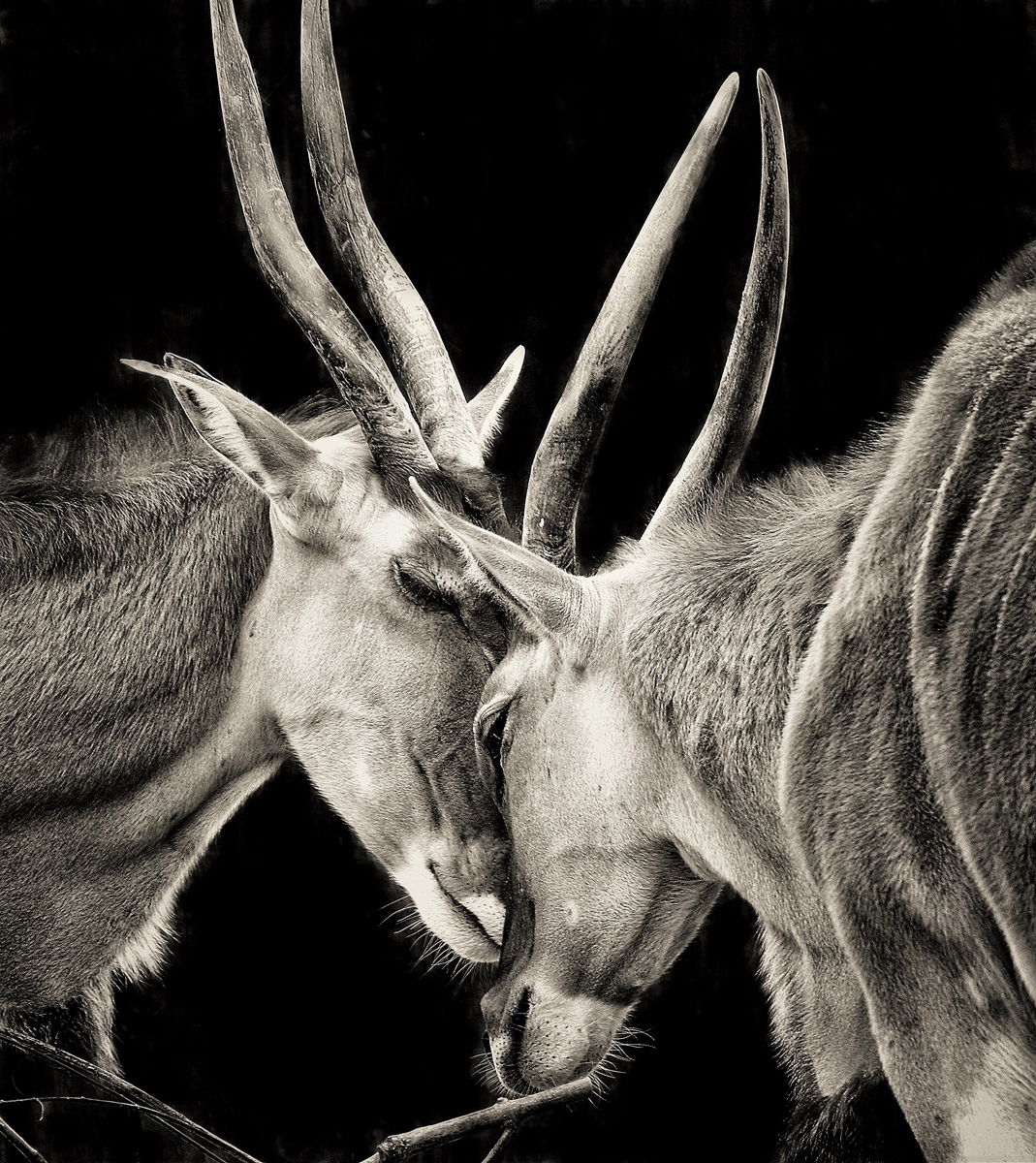 DSC_3164 bw.jpg