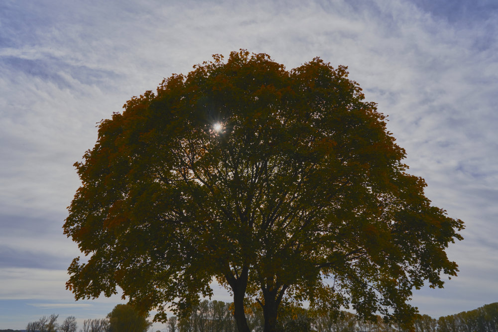 Herbstbaum1_klein.jpg