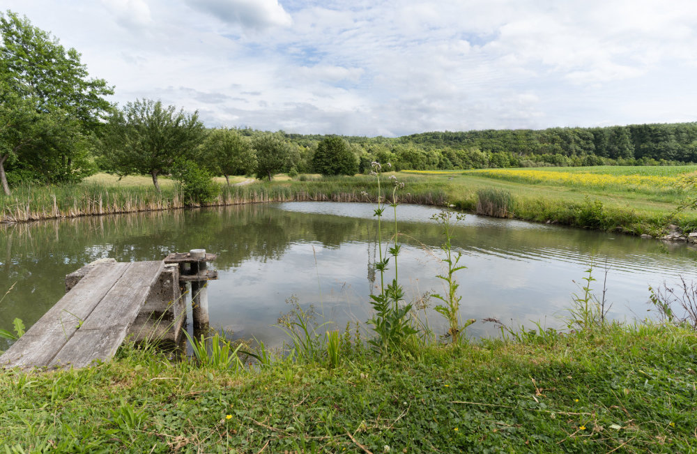 Teich.jpg