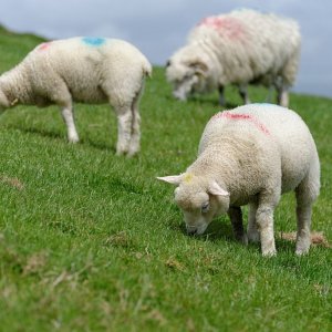 Irlandkalender_09_02