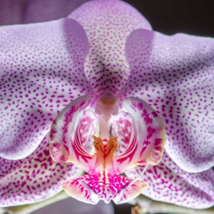 Orchidee ganze Blüte