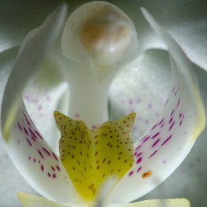 Orchidee Weiss Inside