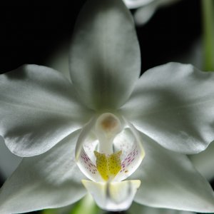 OrchideeWeissGanz-
