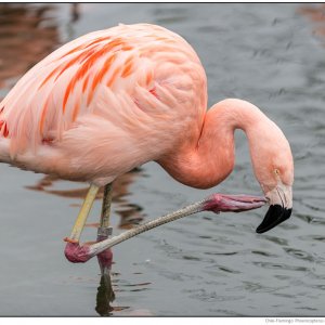 Chile-Flamingo-0010