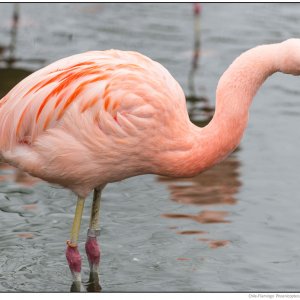 Chile-Flamingo-0011