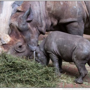 Ostafrikanisches-Spitzmaulnashorn-0015