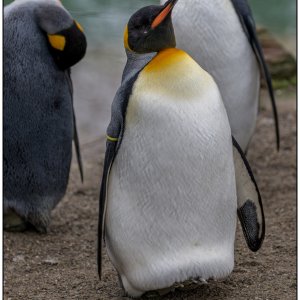 Königspinguin