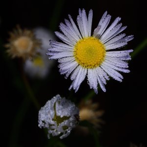 Blüte mit Morgentau