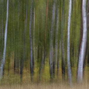 waldwischer.jpg