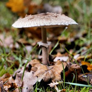 __DSC1470.jpg