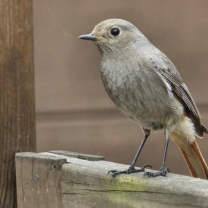 Gartenrotschwänzchen.jpg