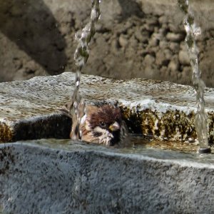 Badefreuden im Sommer.jpg