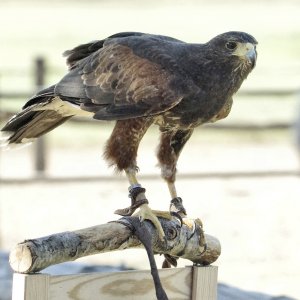 Der Wüstenbussard.jpg