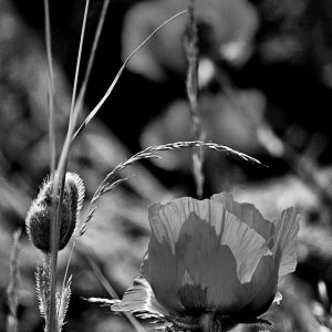 Roter Mohn