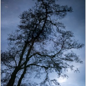 Baum Spiegelung