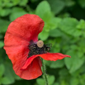 mohn1_4945.jpg