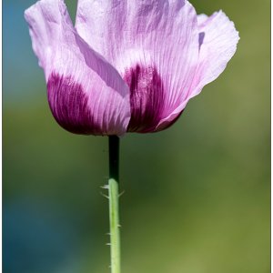 320 Lila Mohn im Gemüsebeeet