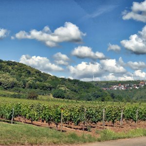 Panorama_neu_leiningen_800.jpg