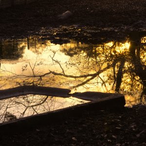 spiegelung_wald.jpg