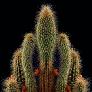 Sommer Sonne Kaktus_1200.jpg