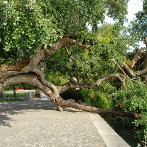 insel_mainau.jpg