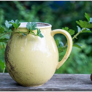 Zitronengelber Wasserkrug im Schrebergarten