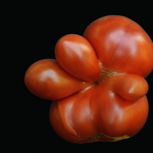 tomate_1200.jpg