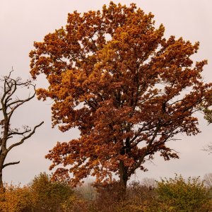 Baum und kahler Baum Moosschwaige-2.jpg