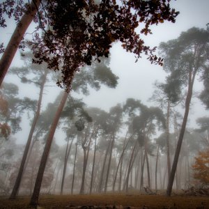 morgennebel_im_wald.jpg