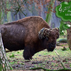 bison_haare_1200.jpg