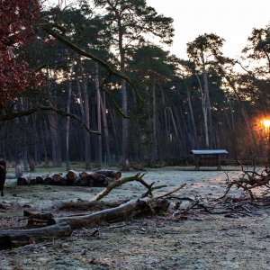sonnenaufgang_bison.jpg