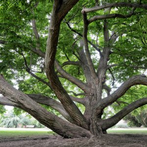 Baum - Schlosspark Bad Kreuznach.jpg