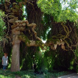 baum_insel_mainau.jpg