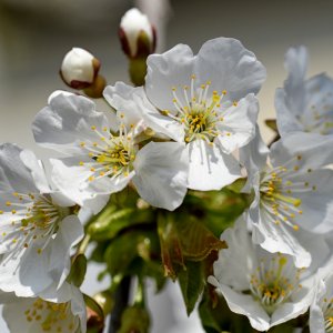 kirschblüten_1200.jpg