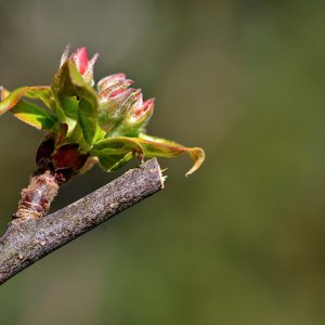 apfelbaum_blüte_1200.jpg