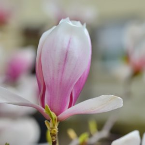 magnolie_1200.jpg