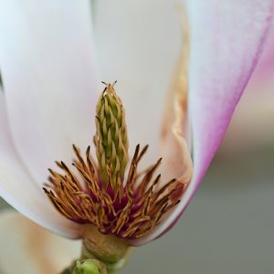 magnolie_1202.jpg
