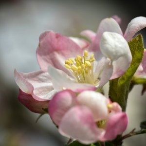 apfelblüte_1200.jpg