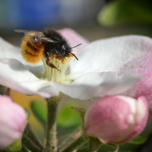 Honig wohnt in jeder Blüte.jpg