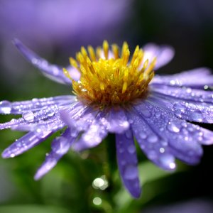 aster_1201.jpg