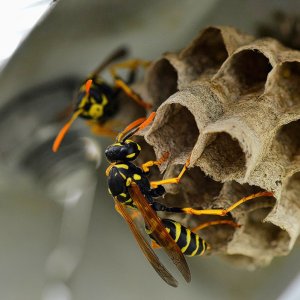 feldwespen_gewächshaus_1200.jpg