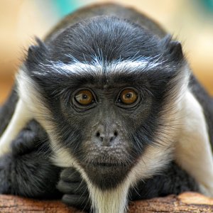 kapuziener_affe_1200.jpg