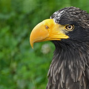Riesenseeadler_1200.jpg