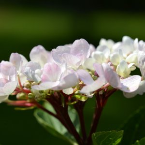 tellerhortensie.jpg