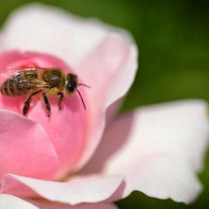 heckenrose_biene_1200.jpg