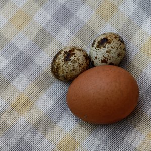 Ei - Eierchen.jpg
