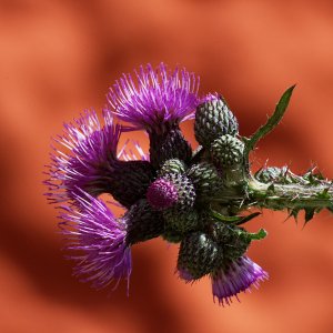 Kletten-Ringdistel.jpg