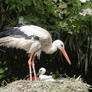 Nachwuchs bem Storch.jpg